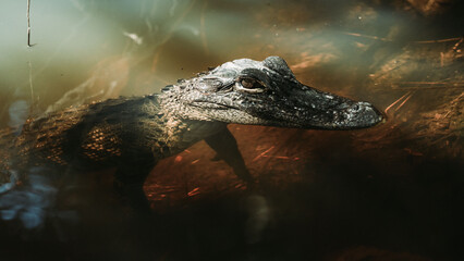 Wall Mural - Scenic portrait of an alligator swimming in the water