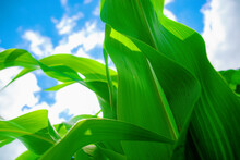 Green Corn Leaves Close-up On A Blue Sky Background. Agriculture Background Concept