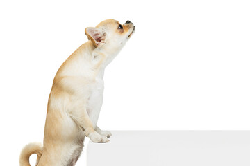 Wall Mural - Portrait of little chihuahua dog standing on hind legs, leaning on box, posing isolated over white studio background