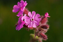 Closeup Shot Of Blooming Pink Red Campion Flowers