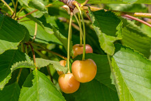Brush Of White Cherry Berries On Branch Among Green Leaves. Rainier Cherry. Close-up. Topic: Gardening, Harvest, Advertising Of White Cherry Fruits
