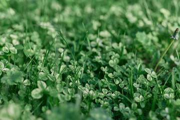 Fresh green leaves of clover grass and micro clover for lawn in the rays of summer sunlight, landscape design of a modern land plot