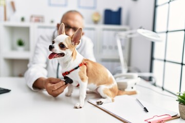 Poster - Senior grey-haired man wearing veterinarian uniform examining chihuahua at vet clinic