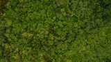 Drone shot of the beautiful green trees with sunlight touching and making it shine in amazon jungle
