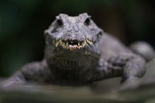 Un Alligator La Gueule Fermée De Face