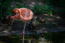 Beautiful Single Flamingo Standing In The Water And Scratching With Ducks In The Background