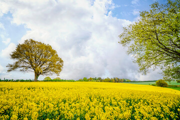 Wall Mural - Colorful rapeseed field in a rural setting