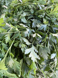 Fototapeta Dmuchawce - Macro view of fresh green parsley leaves. Background of parsley. Green background of parsley leaves, close - up view from above.