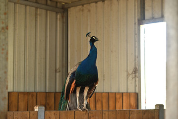 Canvas Print - Beautiful shot of a peacock in a zoo