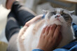 close up pet owner's hand tickle British Shorthair cat. pet enjoy being stroking