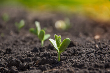 Wall Mural - A delicate fragile soybean sprout in the field stretches towards the sun. Rows of soy plants on an agricultural plantation. Selective focus.