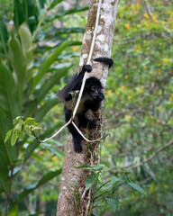 Poster - Vertical shot of a spider monkey on a tree