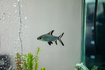 Shark fish swimming in a tank with air bubbles