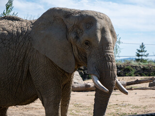 Closeup shot of an elephant in the at the Peaugres safari in France