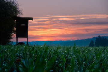 Sticker - Beautiful view of a sunset and a field