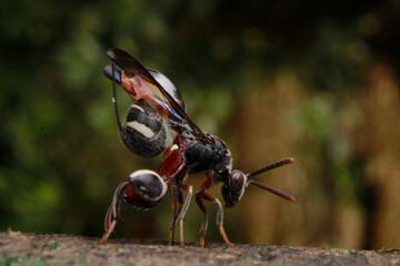 Wall Mural - Wasp With a Metal-Reinforced Needle on Its Behind, Leucospidae (sometimes incorrectly spelled Leucospididae) pulling its ovipositor out to insert into a wood. India, Odisha