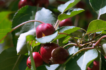 Poster - Beautiful shot of rosehips on a sunny day