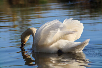 Canvas Print - Beautiful mute swan (Cygnus olor) drinking in the water