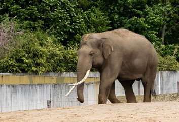 Wall Mural - View of a beautiful Indian elephant in a zoo on a sunny day