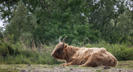 Sticker - Beautiful brown bull on green grass in the zoo