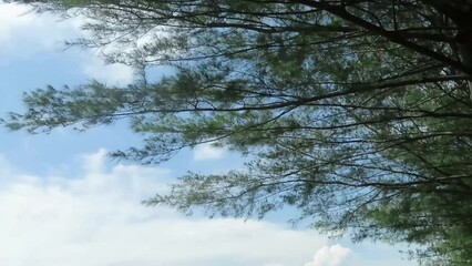 Wall Mural - pine tree leaves blowing in the wind on a cloudy sky background