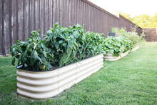 Angled Row Of Container Garden Beds With Pepper Plants In Foreground