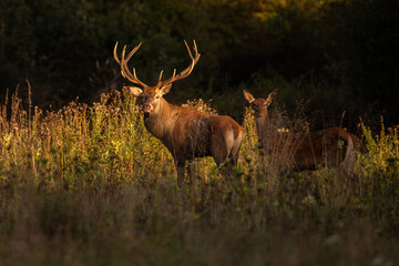 Wall Mural - red deer, cervus elaphus, stag and hind standing on a meadow illuminated by evening sun and looking 