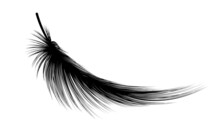 Feather Isolated On White.Vector Illustration. 