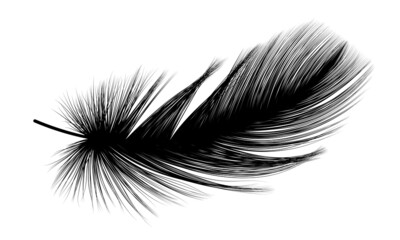 Feather isolated on white.Vector illustration. 