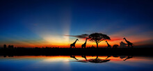 The Giraffe Travels To The Trees To Eat The Leaves At Sunset In The African Grasslands With A Beautiful Sunset.