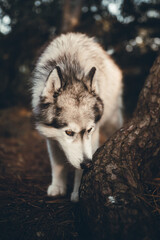 Wall Mural - Closeup of a beautiful Siberian Husky in an autumn forest