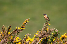 Male Wheatear, Oenanthe Oenanthe, Perched Common Gorse, Ulex Europaeus, Yellow Flowers, Freshwater, Isle Of Wight, Hampshire,