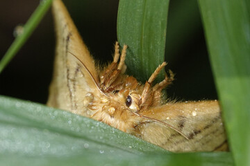 Poster - Closeup shot of a ghost moth on a plant leaf