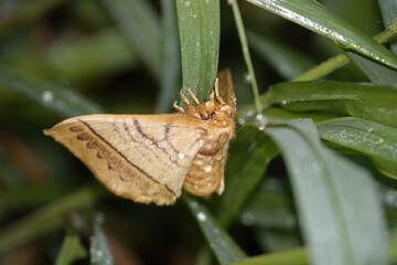 Poster - Closeup shot of a ghost moth on a plant leaf