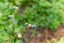 Blueberry (Vaccinium Uliginosum) Is A Delicious, Healthy Berry Fruit. Blue Ripe Fruits On A Healthy Green Plant.	