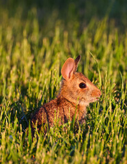 Shallow focus of a cute Eastern cottontail rabbit on a green grass