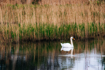 Sticker - Closeup shot of a beautiful mute swan swimming on a pond