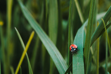 Sticker - Beautiful closeup shot of a ladybug in a green grass