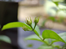 Closeup Shot Of Hibiscus Flower Buds In A Garden Against A Blurred Background