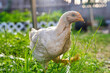 Closeup shot of a white cornish chicken foraging on a field