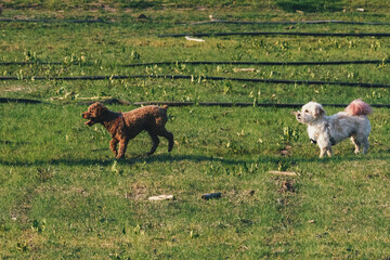 Poster - Couple of furry dogs playing on a field