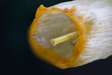 Extreme Close Up Shot Of Daffodil Flower On Black Background
