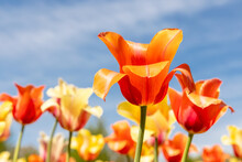 Bright Red And Yellow Color Tulip Flowers Against Blue Sky Background