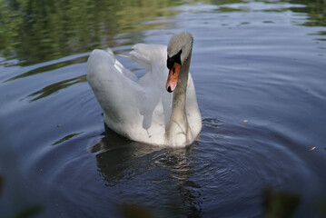 Sticker - Closeup shot of a Mute swan swimming in the blue lake water on a sunny day