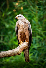 Closeup Portrait/view Of A Red Kite Resting On A Branch Looking Into Distance