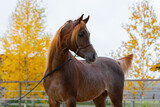 Fototapeta Konie - Beautiful chestnut arabian horse looks back on natural background, portrait closeup