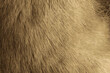 Realistic vector illustration of mink fur texture in light, gray color close up. Animal fur texture.
