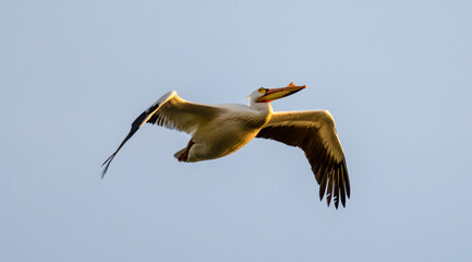 Canvas Print - Closeup of the American white pelican, Pelecanus erythrorhynchos flying in the sky.