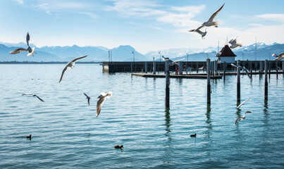 Wall Mural - View of beautiful gulls flying over the sea on a sunny day