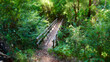 Footbridge through a magical forest.